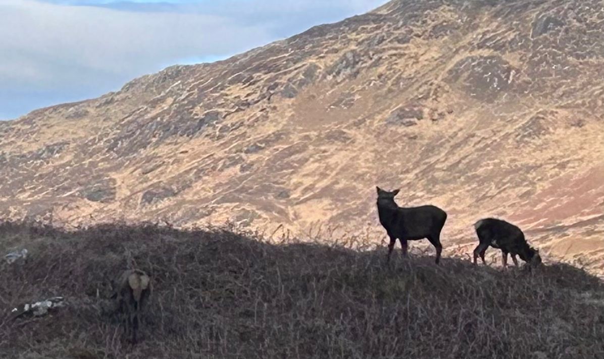 Red deer on a hillside in Knoydart during a remote Scottish Highlands expedition