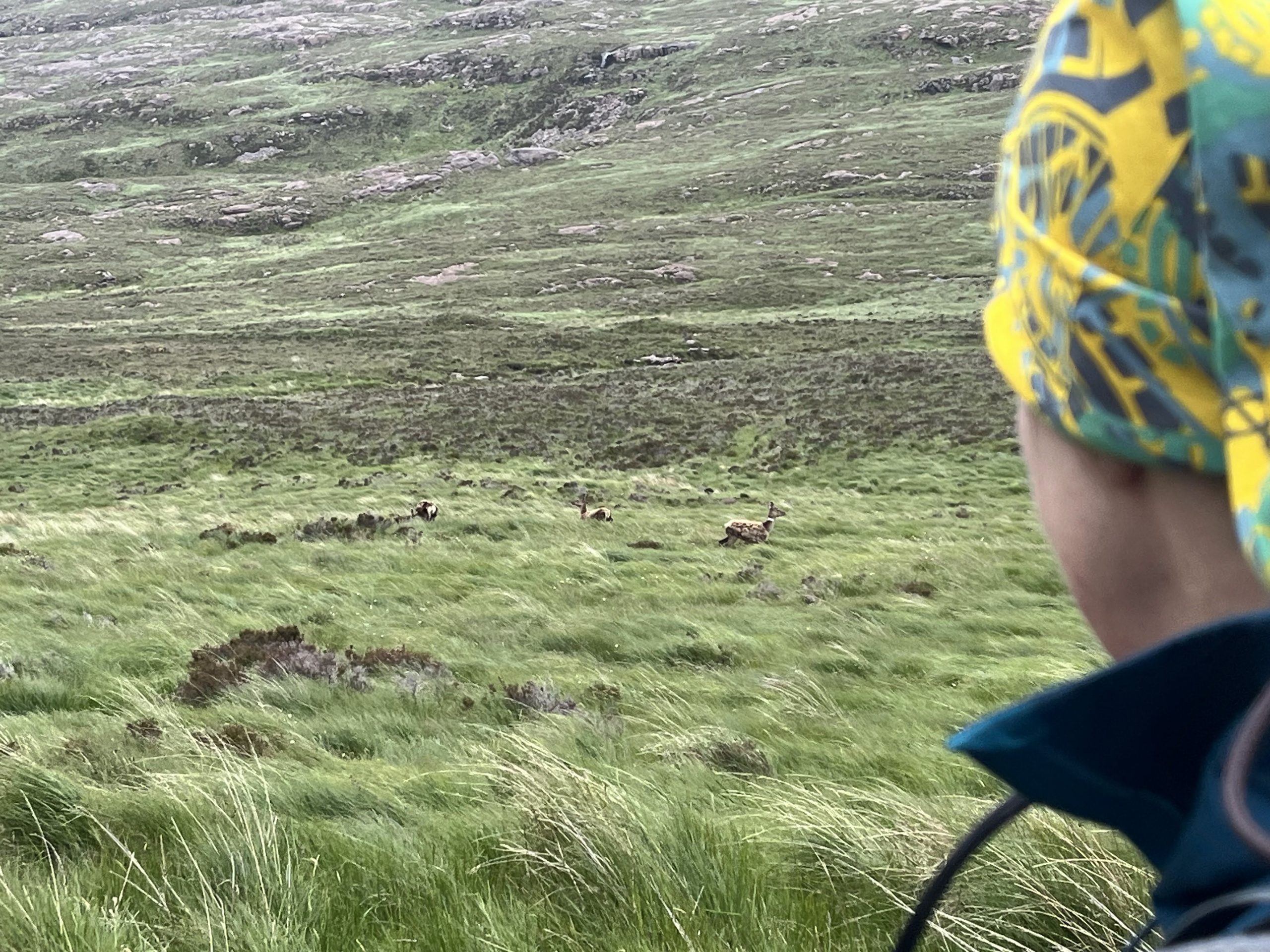 Red deer grazing on hillside on the Isle of Rum